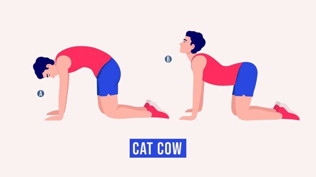 Illustrated figure performing cat cow pose with spinal flexion and extension.