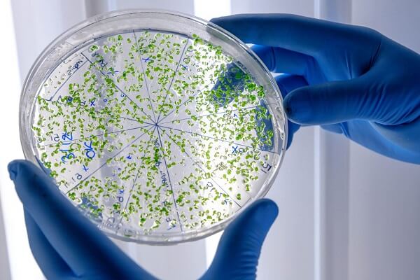 Treatment For Bacterial Vaginosis In Bidar